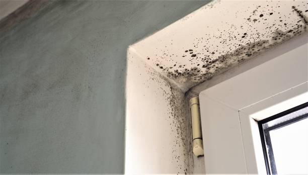 Best Comprehensive Air Testing for Mold Contaminants  in West Bradenton, FL