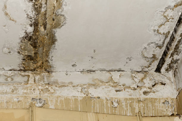 Best Air Quality Testing for Mold Spores  in West Bradenton, FL