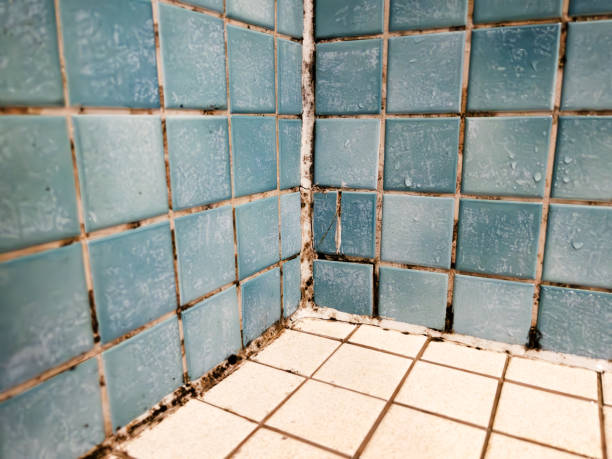 Best Real Estate Mold Inspection  in West Bradenton, FL