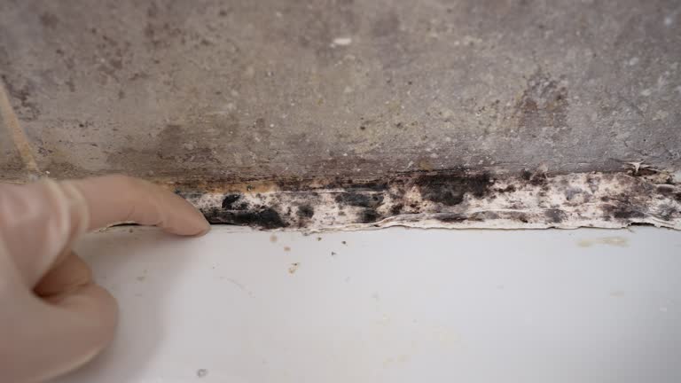 Best Mold-Related Health Consultation  in West Bradenton, FL
